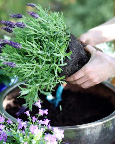 Frau pflanzt Blumen in einen Blumentopf