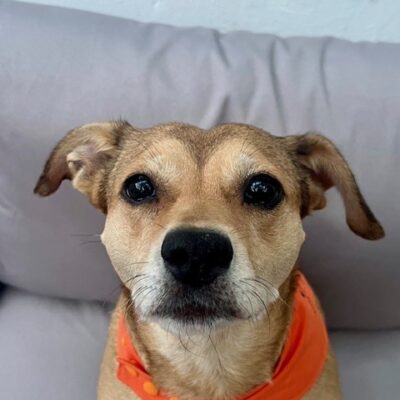 Bürohund Lotte